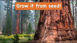 How to Grow Giant Sequoia from Seed [Growing a Giant Redwood]