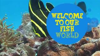 Fish World- Explore Exotic Range Of Melbourne Fish For Your Aquarium.