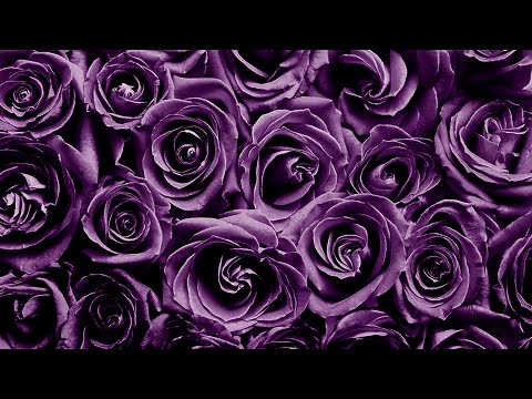 Video thumbnail for Flores e Flores