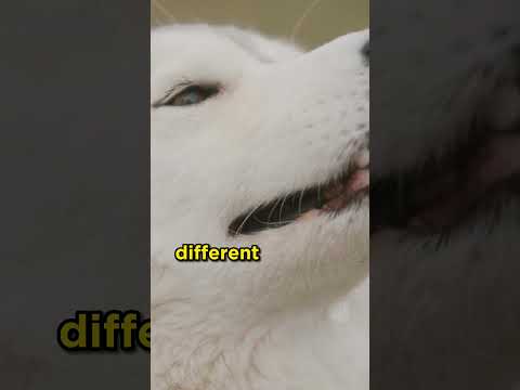 Husky Eye Colors #husky #dogs