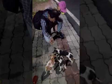 giving food to the street dogs 💌💌#cute #viralvideo #shorts