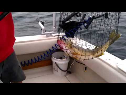 Small Program Charters Lake Erie walleye fishing video