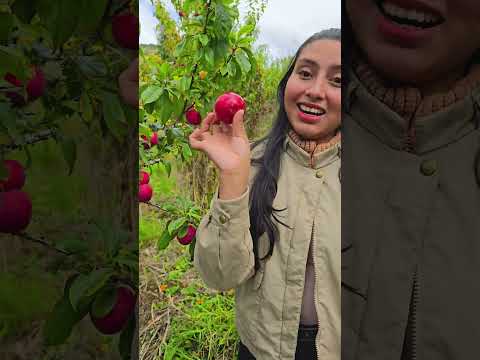 cultivo de ciruela. Nuevo colon, Boyaca.#boyacá#colombia #campo