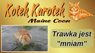 Kotek Karotek - kosiarka do trawy