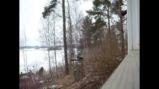 preview picture of video 'Talonmies- ja puutarhapalvelu Tampere koivun kaato rantaan päin'