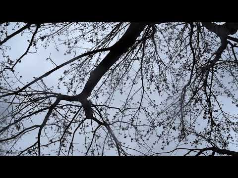 2021 Volkswagen Tiguan R-Line Queensboro Volkswagen Queens Brooklyn Long Island Astoria Woodside