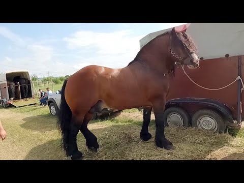 Armăsar pentru montă Hăbuc Mihai de la Argeș 2022