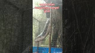 Download lagu Besaran Ikannya Sama Tanggulnya. #shorts mp3