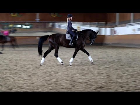 OL Stute von Sezuan/Fürst Heinrich / De Niro