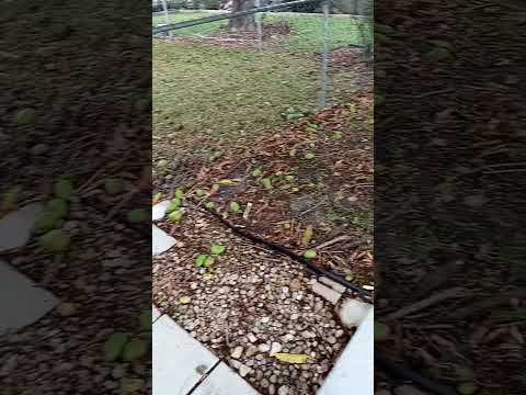 All These East Indies Mangoes Fell Off My Tree When We Did Get Rain and Wind But God Is Good