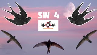 Download lagu SW 4 - REKAMAN SUARA WALET ORIGINAL TANPA EDIT - STUDIO MINI WALET mp3 Download lagu SW 4 - REKAMAN SUARA WALET ORIGINAL TANPA EDIT - STUDIO MINI WALET mp3