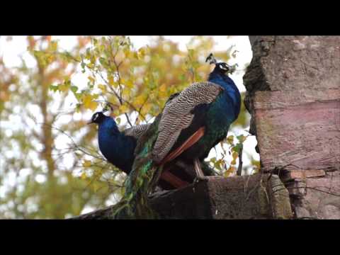 Aschaffenburg im Herbst / Autumn in Aschaffenburg (Germany)