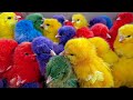 Tangkap Ayam Lucu, Ayam Warna Warni, Ayam Rainbow Gokil, Kelinci, Kucing Lucu, Bebek, Hewan Lucu #1