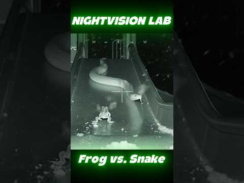 Leap or Be Eaten #Frog #Snake