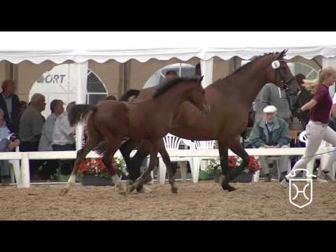 NF006 Hengstfohlen von Casall - Numero Uno - Diarado