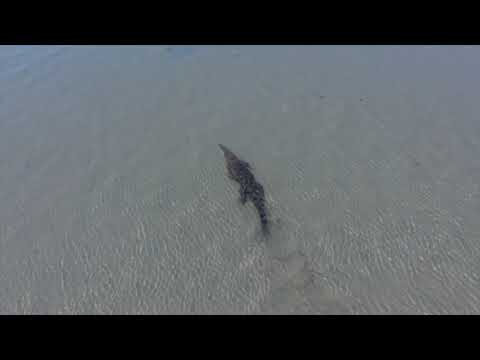 Bull Shark swims by huge Saltwater Crocodile - 4K Drone Footage -
