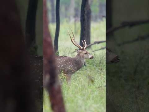 Chital Stag In Wet, Drizzly Conditions