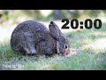 20 Minute Rabbit Timer 🐇 [Surprising End]