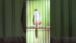 Download lagu CIGUNG GACOR mp3