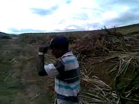 O Cortador De Cana video