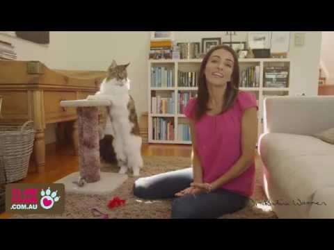 Indoor cats - how to keep them happy