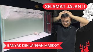 PEMADAMAN LISTRIK !!! BANYAK KORBAN MASKOT KOLEKSI IKAN PREDATOR DI MARKAS JAMM VLOG