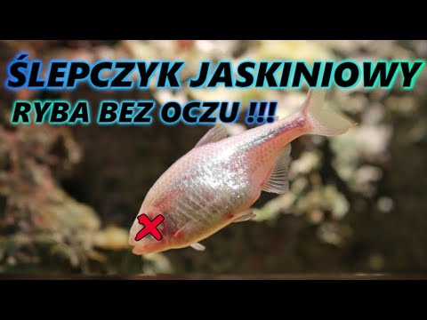 ŚLEPCZYK JASKINIOWY -  RYBA, KTÓRA NIE MA OCZU !! ❌👀
