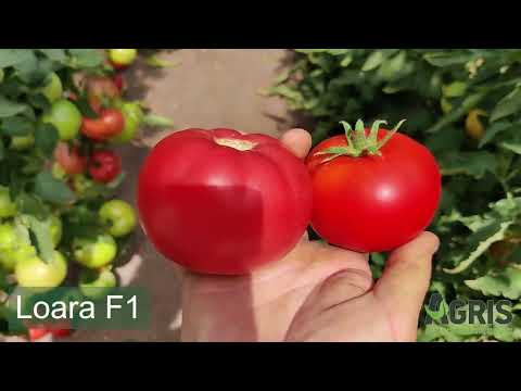 Loara F1 - Cultura de tomate roz în jud. Bihor, loc. Ghiorac, la familia Fechete