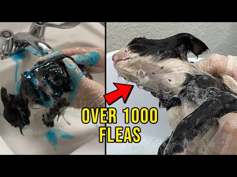 Removing 1000 Fleas Off A Cat