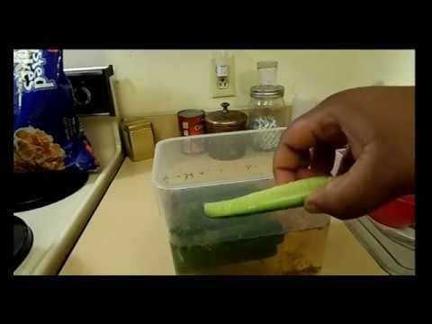 download lagu mp3 mp4 Jewish Half Sour Pickles, download lagu Jewish Half Sour Pickles gratis, unduh video klip Jewish Half Sour Pickles