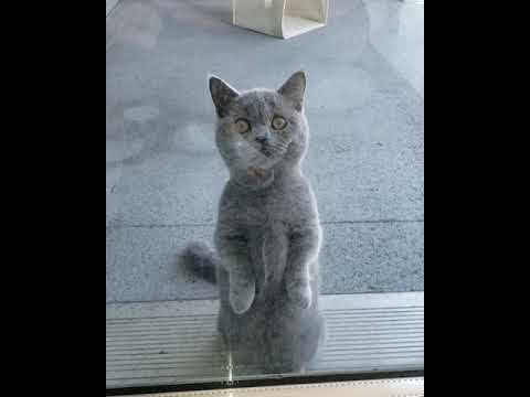 Munchkin Cat Stands Up Like a Meerkat