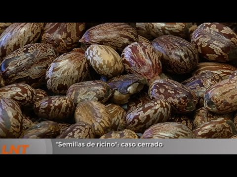 "Semillas de ricino": caso cerrado