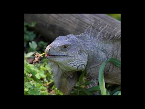Medellin Zoo - January 2020