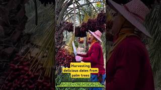 Harvesting delicious dates from palm trees