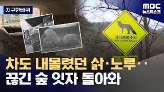 [지구한바퀴] 로드킬 줄이는 생태통로‥없는 곳과 있는 곳 확실히 달랐다 (2026.04.12/뉴스데스크/MBC)