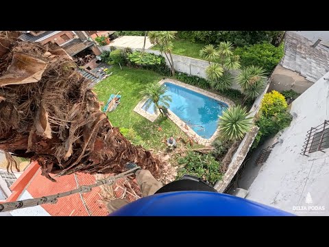 Poda de palmera en altura 🌴 | Trabajo profesional  – DELTA PODAS