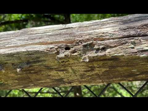 Fence Full of Ants in Bridgewater, NJ