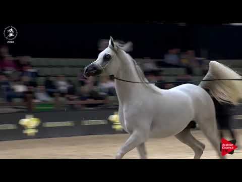 Ecaho European Show 2018 - Class 22