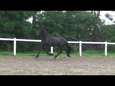 Stal Okkema's Falke - Jehannes x Adel - stallion - 2017 - 1.62