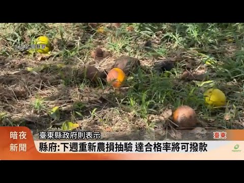 鳳凰颱風連日降雨 臺東臍橙落果達2至3成