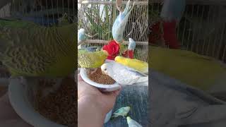 🐦見せた直後、急に興味なくなる？