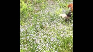 The Beauty Of Running Cavaliers