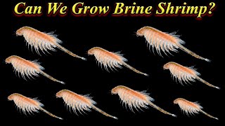 Can We Grow Brine Shrimp On Aquarium? Or Just Food For Aquarium Fishes?.. / Fish Aquarium Tamil