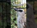 Trucuka Jantan Emosi Pancingan Trucukan Ikut Nyaut Trucukropel Birds Trucukan Shorts Viral