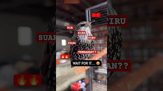 Download lagu episode 16| Burung Ini Bisa Niruin Suara Kamera, Robot, Tembakan, dan Lagu Pop?!' mp3 Download lagu episode 16| Burung Ini Bisa Niruin Suara Kamera, Robot, Tembakan, dan Lagu Pop?!' mp3