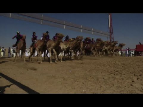 Emirati Arabi, la corsa di cammelli più famosa al mondo