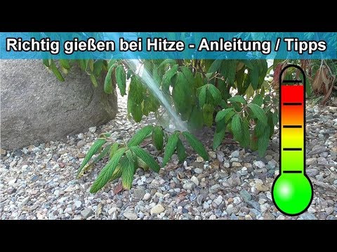 , title : 'Den Garten & Pflanzen im Sommer bei Hitze richtig gießen - Hitzewelle Tipps Blumen wie oft wässern'