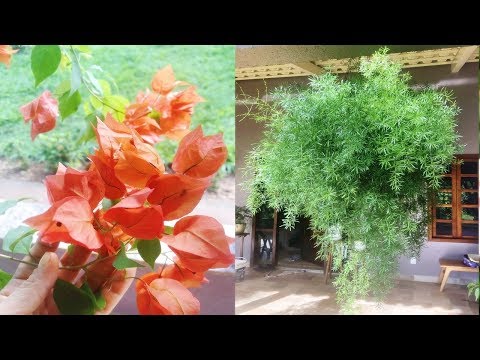 SPRING/PENDING BOUGAINVILLEA AND ASPARAGUS - CHARMS OF MY BALCONY! HOW I CARE FOR IT