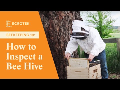 Beekeeping 101: How to Inspect a Bee Hive | Ecrotek Beekeeping Supplies