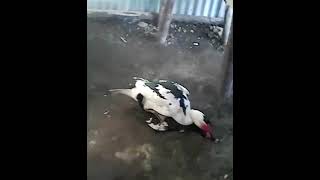 Download lagu Dj Maskil - Duck love ! mp3